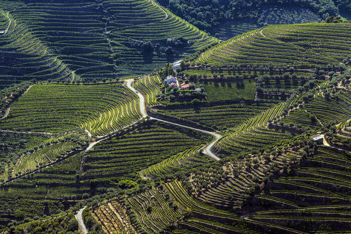 Vignes en terrasses — paysage viticole
